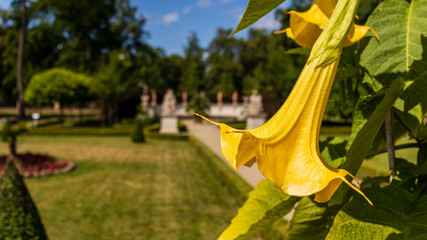 flowers in the garden