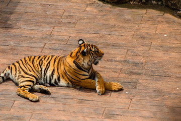 a hippo enjoying and walking around its enclosure with green grass