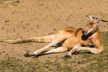Kangaroo animal laying on the ground  and ejoying the sunlight.