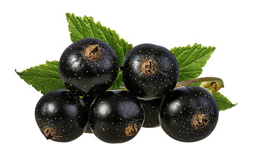 Fresh black-currants with leaf isolated on white background with clipping path