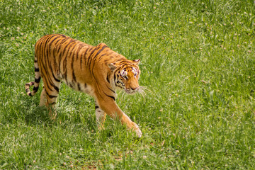 a hippo enjoying and walking around its enclosure with green grass