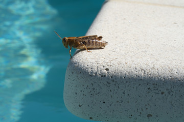 grasshopper by the pool