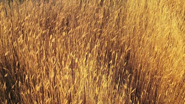 Aerial view of swaying dry inflorescences of reeds in the form of beautiful waves at sunset. The texture of the tops of dry reeds. Panorama of the lake with a quiet water surface. Drone.