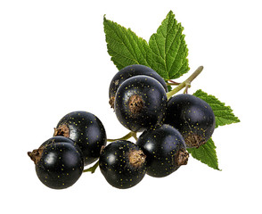 Fresh black-currants with leaf isolated on white background with clipping path