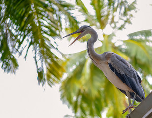 bird in the park on the edge of the roof