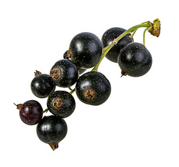 Fresh black-currants isolated on white background with clipping path