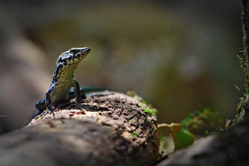 lizard on tree
