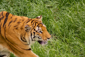 a hippo enjoying and walking around its enclosure with green grass