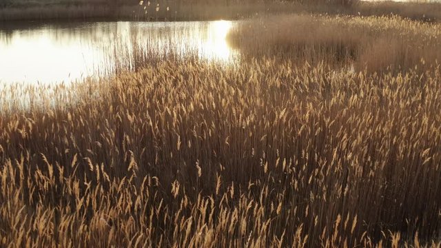 Panorama of the lake with quiet water surface. Drone slide down. Aerial view of swaying dry inflorescences of reeds in the form of waves at sunset. Texture of the tops of dry reeds