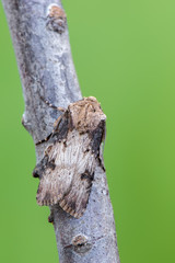 owlet moth - Shuttle-Shaped Dart - Agrotis puta