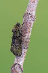 owlet moth - Tree-Lichen Beauty - Cryphia algae