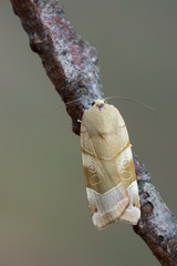 owlet moth - Noctua fimbriata - Broad-bordered Yellow Underwing
