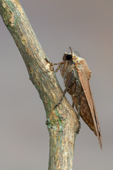 owlet moth - Large Yellow Underwing - Noctua pronuba