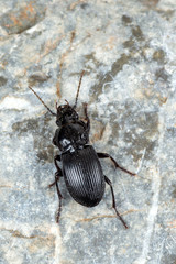 a Ground beetle - Abax parallelus