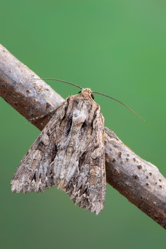 owlet moth - Dark Arches - Apamea monoglypha