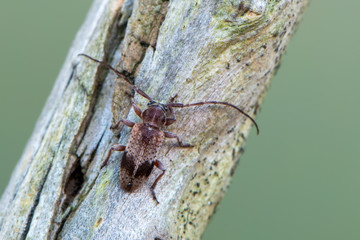 a Longhorn beetle - Exocentrus punctipennis