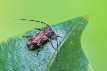 a Longhorn beetle - Exocentrus adspersus