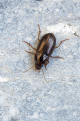 a Ground beetle - Amara bifrons