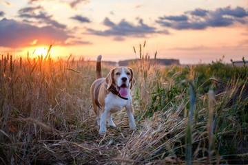 Beagle dog among the ears of rye on a summer evening