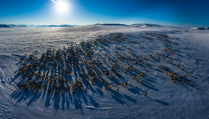 Aerial view at herd of running Deer on the snow