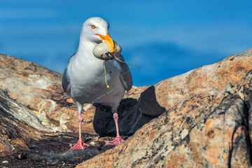 Giant petral with an egg in his beak
