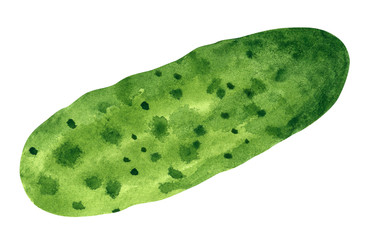 Vegetable, cucumber, hand drawn watercolor illustration isolated on white with clipping path