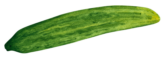 Vegetable, cucumber, hand drawn watercolor illustration isolated on white with clipping path