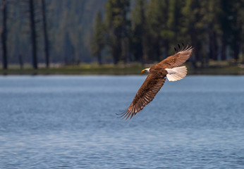 A Bald Eagle soaring over a lake, against a background of forest, Winema Fremont National Forest