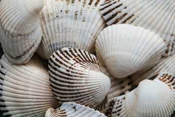 Fototapeta na wymiar Assorted shells of many sizes are found on sea beaches. Close-up view of seashells collection in sunny summer day. Lots of cockleshell scallop piled together as background. Top view, marine concept