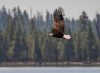 A Bald Eagle in flight against a background of forest, Winema Fremont National Forest