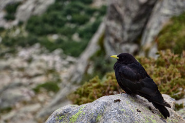black bird on the rock