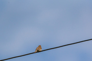 Sparrows sit on the electric wire against a blue sky.