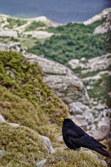 black bird on the rock