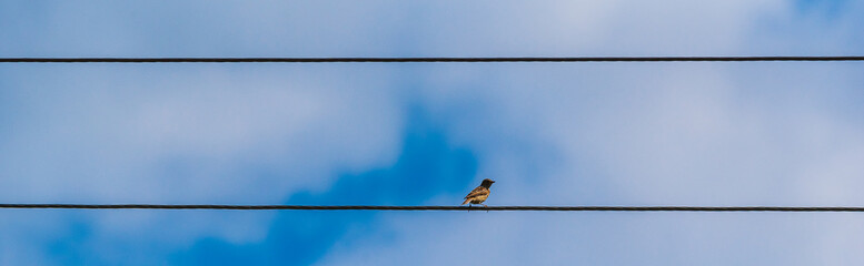 Sparrows sit on the electric wire against a blue sky.