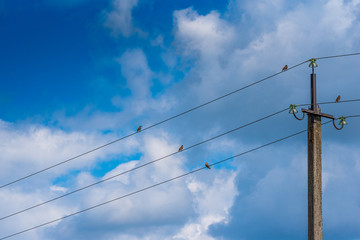 Fototapeta premium Sparrows sit on the electric wire against a blue sky.