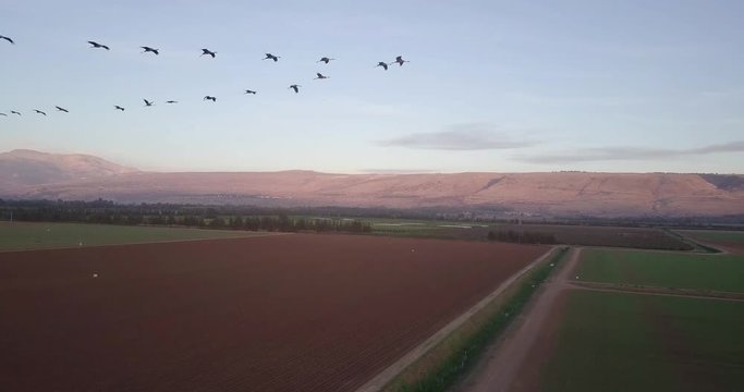 Flying with Common Cranes Common Cranes flying over wheat fields, Drone shot, Hula Valley, Israel