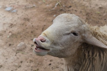 portrait of a sheep