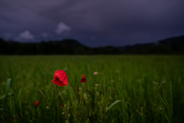 Blumenwiese im abendlicht nach einem Gewittersturm