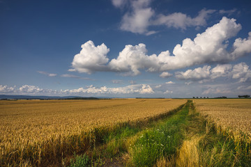Blick über Getreidefelder in Rheinhessen