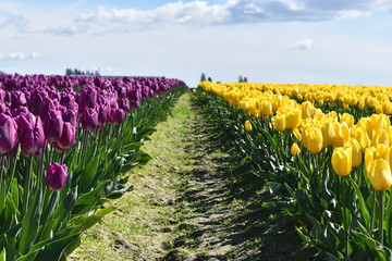 field of colorful tulips in the pacific northwest