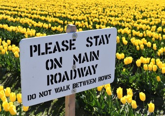 sign in the field of yellow tulips in the pacific northwest