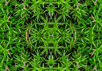 Murkwood - Fractal Art