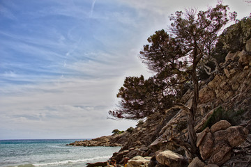 Fototapeta na wymiar lone tree on the beach