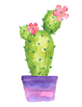 Blooming cactus in a violet pot with flowers, watercolor drawing