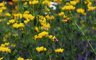 Birdsfoot trefoil flowers with bee pollinating, in Whistler BC, Canada.