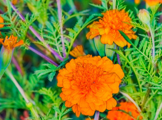 Orange marigold flowers in garden, green background, closeup