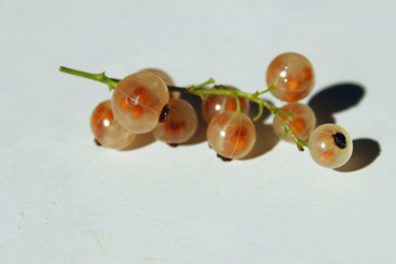 Cropped shot of currant. Food concept. Summer background. Colorful fresh white currant. Ripe juicy currant over white background.