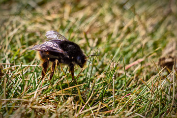 Bumblebee on gras