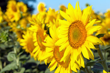 Sunflower natural background. Sunflower blooming. Close-up of sunflower