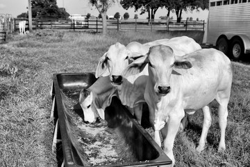 Brahman meat cows calf at Texas farm. Growing meet cows. Cattle supplementary feeding.